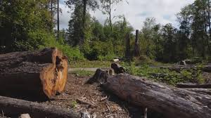 Best Hazardous Tree Removal  in Rexland Acres, CA