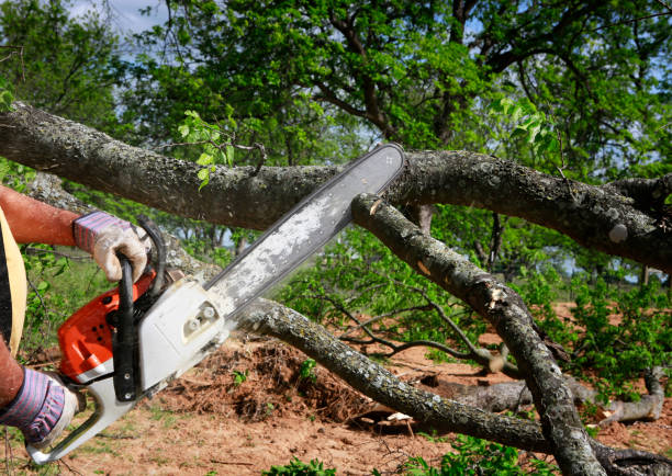 Best Tree and Shrub Care  in Rexland Acres, CA